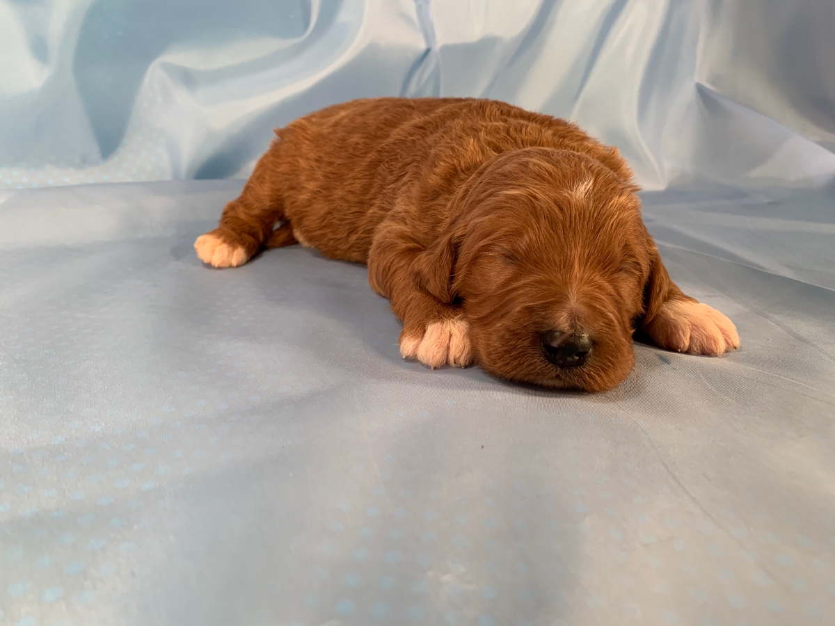 Dark Red Male Bernedoodle Puppy For Sale, Iowa Dog Breeders